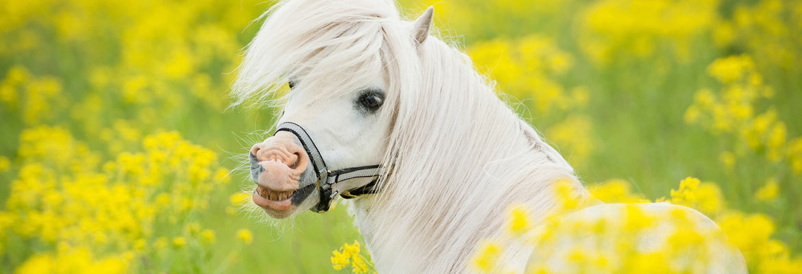 Fotogalerie OKV Reiten